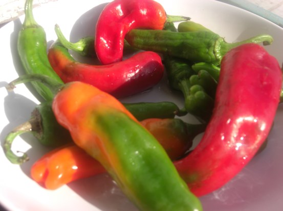 Italian sweet peppers